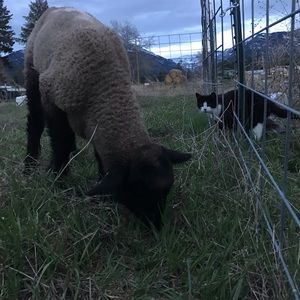 Meet your Posher, Raylene